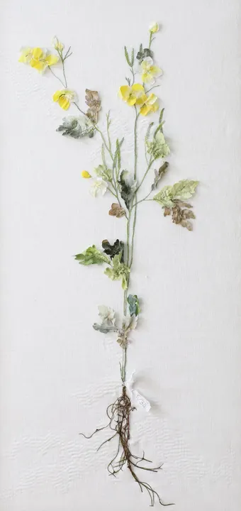 Enduring Greater Celandine