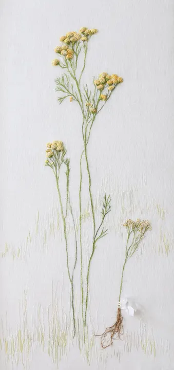Enduring Tansy